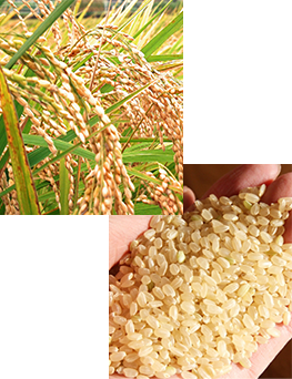 アリモトは、有機JAS認定のお米を使用